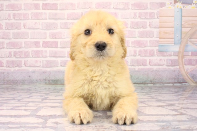 大阪府のゴールデンドゥードゥル(ゴールデン×プードル) (Coo&RIKU枚方店/2025年10月4日生まれ/女の子/ゴールド)の子犬の1枚目の画像