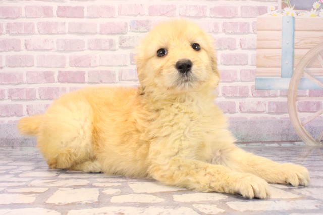 大阪府のゴールデンドゥードゥル(ゴールデン×プードル) (Coo&RIKU枚方店/2025年10月4日生まれ/女の子/ゴールド)の子犬の2枚目の画像