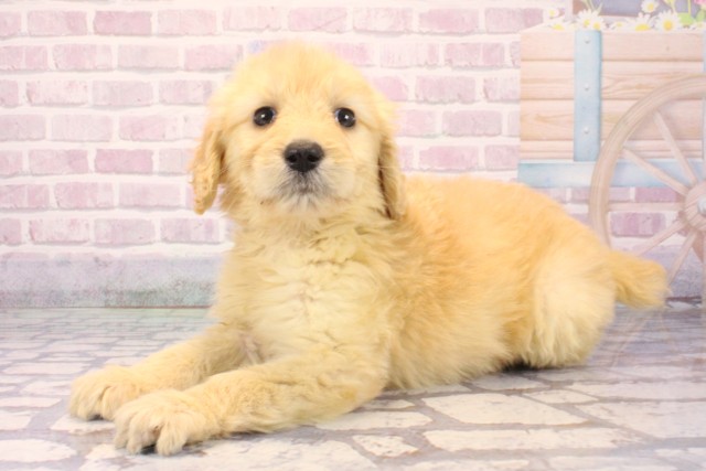 大阪府のゴールデンドゥードゥル(ゴールデン×プードル) (Coo&RIKU枚方店/2025年10月4日生まれ/女の子/ゴールド)の子犬の3枚目の画像