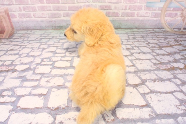 大阪府のゴールデンドゥードゥル(ゴールデン×プードル) (Coo&RIKU枚方店/2025年10月4日生まれ/女の子/ゴールド)の子犬の4枚目の画像