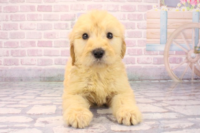 大阪府のゴールデンドゥードゥル(ゴールデン×プードル) (Coo&RIKU阿倍野店/2025年10月4日生まれ/女の子/ゴールド)の子犬の1枚目の画像