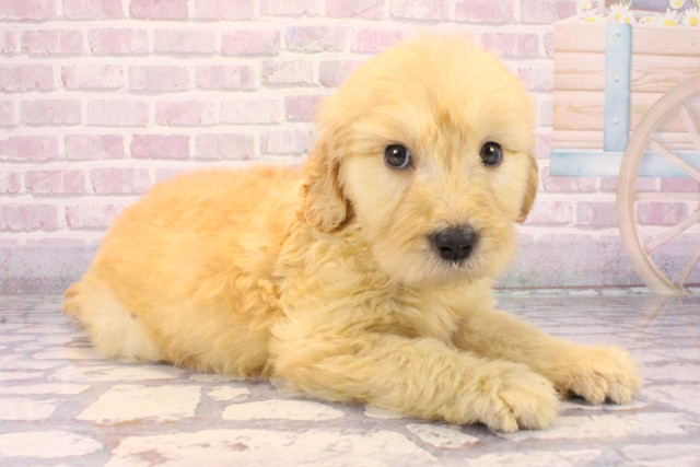 大阪府のゴールデンドゥードゥル(ゴールデン×プードル) (Coo&RIKU阿倍野店/2025年10月4日生まれ/女の子/ゴールド)の子犬の2枚目の画像