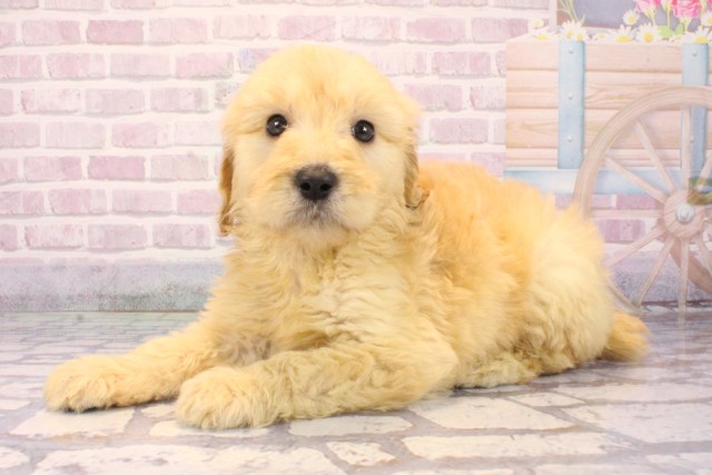 大阪府のゴールデンドゥードゥル(ゴールデン×プードル) (Coo&RIKU阿倍野店/2025年10月4日生まれ/女の子/ゴールド)の子犬の3枚目の画像
