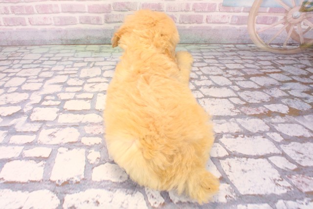 大阪府のゴールデンドゥードゥル(ゴールデン×プードル) (Coo&RIKU阿倍野店/2025年10月4日生まれ/女の子/ゴールド)の子犬の4枚目の画像