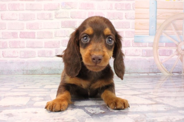 滋賀県のミニチュアダックスフンド(ロング) (Coo&RIKUアヤハディオ水口店/2025年10月4日生まれ/女の子/チョコレートタン)の子犬の1枚目の画像