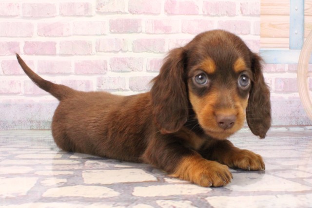 滋賀県のミニチュアダックスフンド(ロング) (Coo&RIKUアヤハディオ水口店/2025年10月4日生まれ/女の子/チョコレートタン)の子犬の2枚目の画像