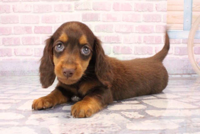 滋賀県のミニチュアダックスフンド(ロング) (Coo&RIKUアヤハディオ水口店/2025年10月4日生まれ/女の子/チョコレートタン)の子犬の3枚目の画像