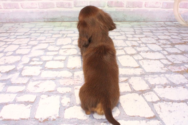 滋賀県のミニチュアダックスフンド(ロング) (Coo&RIKUアヤハディオ水口店/2025年10月4日生まれ/女の子/チョコレートタン)の子犬の4枚目の画像