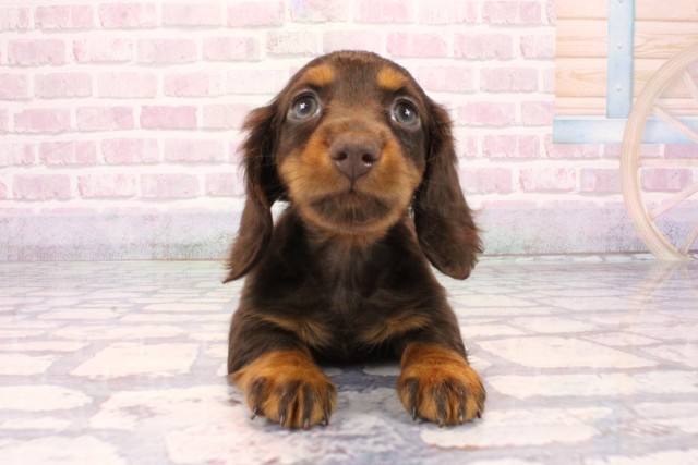 大阪府のミニチュアダックスフンド(ロング) (Coo&RIKU寝屋川店/2025年10月4日生まれ/男の子/チョコレートタン)の子犬の1枚目の画像