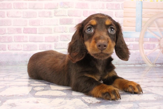 大阪府のミニチュアダックスフンド(ロング) (Coo&RIKU寝屋川店/2025年10月4日生まれ/男の子/チョコレートタン)の子犬の2枚目の画像