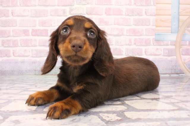 大阪府のミニチュアダックスフンド(ロング) (Coo&RIKU寝屋川店/2025年10月4日生まれ/男の子/チョコレートタン)の子犬の3枚目の画像