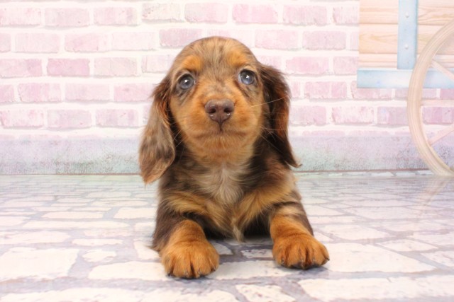 ミニチュア・ダックスフンド