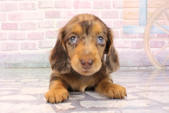 ミニチュア・ダックスフンド