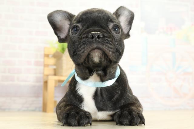 フレンチブルドッグ