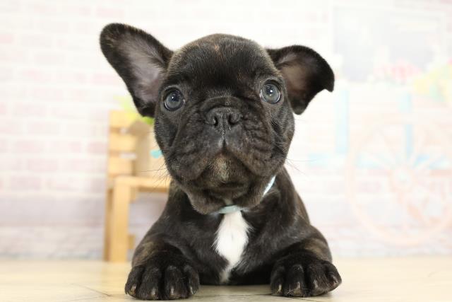愛知県のフレンチブルドッグ (Coo&RIKU豊田店/2025年10月5日生まれ/男の子/ブリンドル)の子犬の1枚目の画像