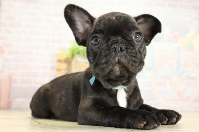 愛知県のフレンチブルドッグ (Coo&RIKU豊田店/2025年10月5日生まれ/男の子/ブリンドル)の子犬の2枚目の画像