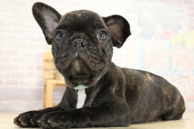 愛知県のフレンチブルドッグ (Coo&RIKU豊田店/2025年10月5日生まれ/男の子/ブリンドル)の子犬の3枚目の画像