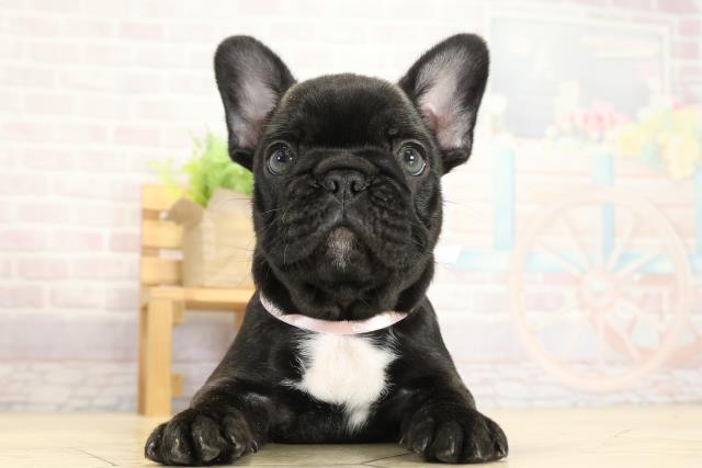 三重県のフレンチブルドッグ (Coo&RIKU津高茶屋店/2025年10月5日生まれ/女の子/ブリンドル)の子犬の1枚目の画像