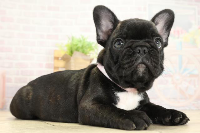 三重県のフレンチブルドッグ (Coo&RIKU津高茶屋店/2025年10月5日生まれ/女の子/ブリンドル)の子犬の2枚目の画像