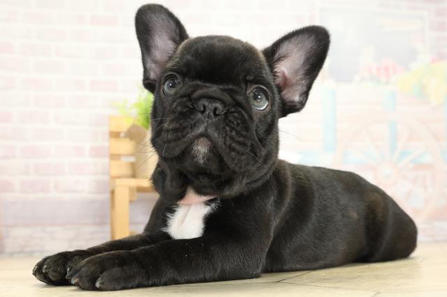 三重県のフレンチブルドッグ (Coo&RIKU津高茶屋店/2025年10月5日生まれ/女の子/ブリンドル)の子犬の3枚目の画像