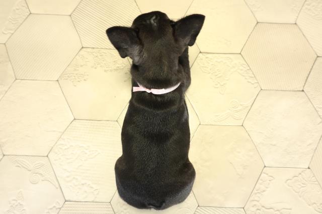 三重県のフレンチブルドッグ (Coo&RIKU津高茶屋店/2025年10月5日生まれ/女の子/ブリンドル)の子犬の4枚目の画像