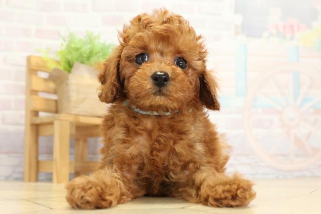 トイ・プードル