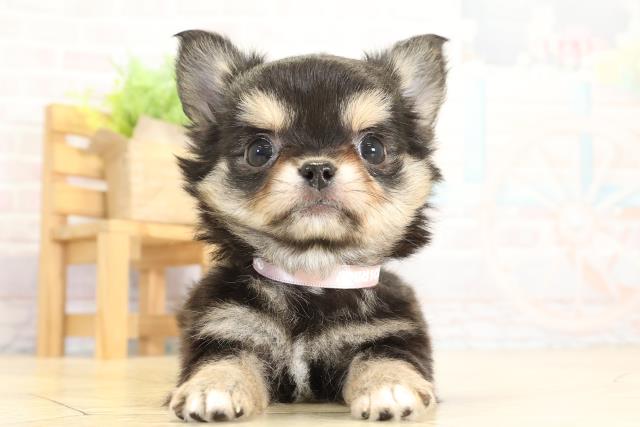 チワワ（ロングコート）