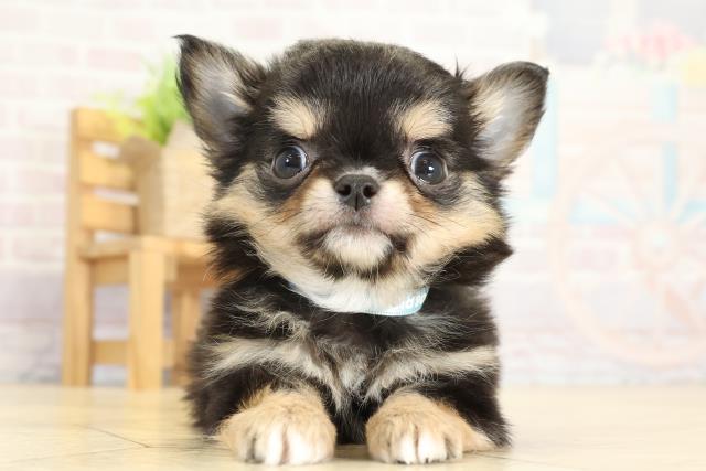 チワワ（ロングコート）