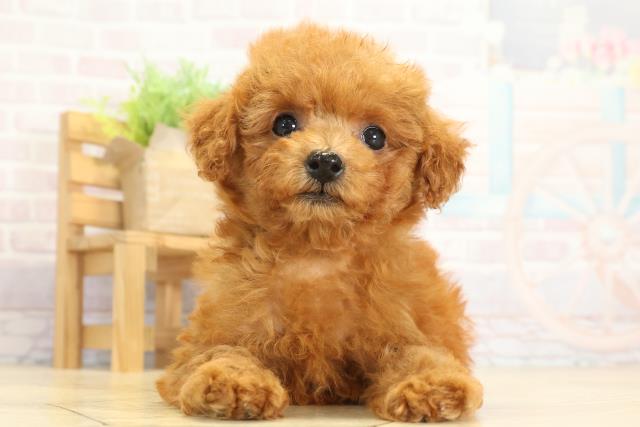 トイ・プードル