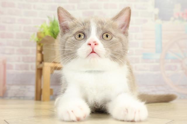 愛知県のブリティッシュショートヘアー (Coo&RIKU豊橋店/2025年10月4日生まれ/女の子/ライラックホワイト)の子猫の1枚目の画像