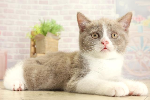 愛知県のブリティッシュショートヘアー (Coo&RIKU豊橋店/2025年10月4日生まれ/女の子/ライラックホワイト)の子猫の2枚目の画像