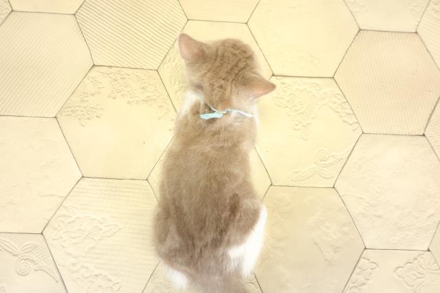 愛知県のブリティッシュショートヘアー (Coo&RIKU豊橋店/2025年10月4日生まれ/女の子/ライラックホワイト)の子猫の4枚目の画像