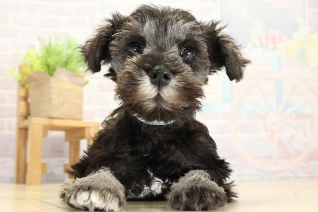 ミニチュア・シュナウザー