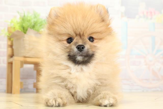 ポメラニアン