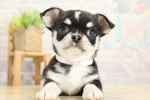 チワワ（スムースコート）