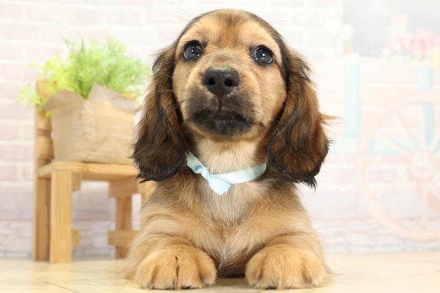 ミニチュア・ダックスフンド