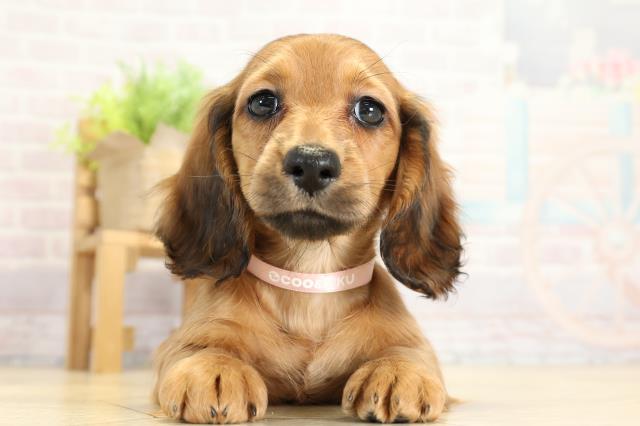 ミニチュア・ダックスフンド