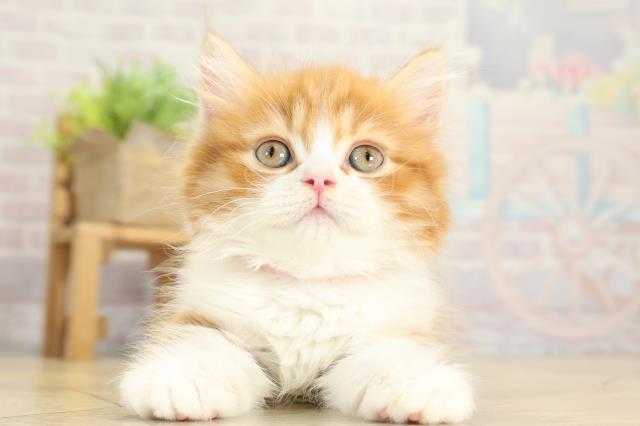 愛知県のミヌエット (Coo&RIKU半田店/2025年10月1日生まれ/男の子/レッドタビーホワイト)の子猫の1枚目の画像