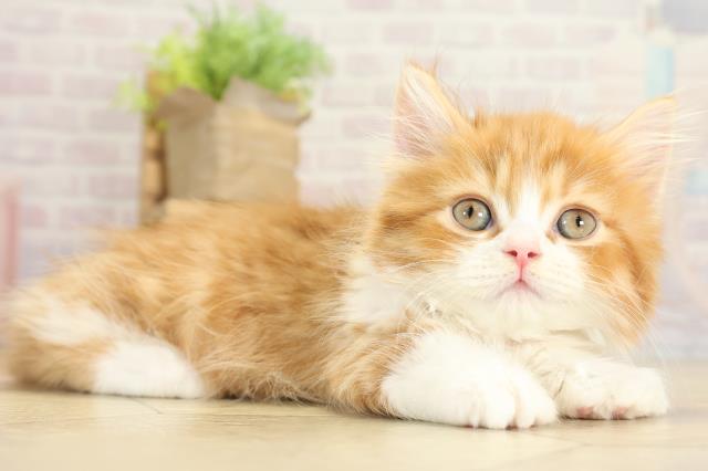 愛知県のミヌエット (Coo&RIKU半田店/2025年10月1日生まれ/男の子/レッドタビーホワイト)の子猫の2枚目の画像