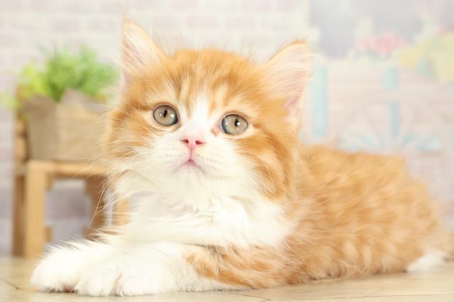 愛知県のミヌエット (Coo&RIKU半田店/2025年10月1日生まれ/男の子/レッドタビーホワイト)の子猫の3枚目の画像