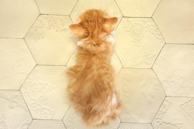 愛知県のミヌエット (Coo&RIKU半田店/2025年10月1日生まれ/男の子/レッドタビーホワイト)の子猫の4枚目の画像