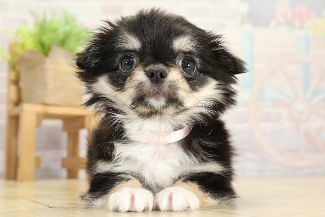 チワワ（ロングコート）