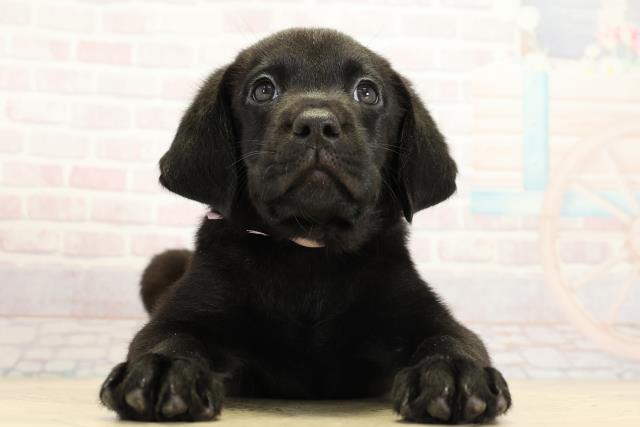 ラブラドール・レトリバー