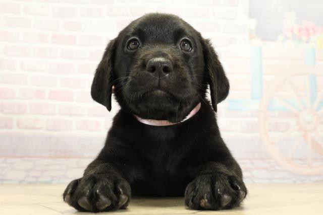 ラブラドール・レトリバー
