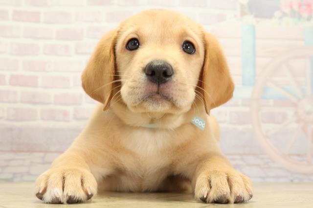 ラブラドール・レトリバー