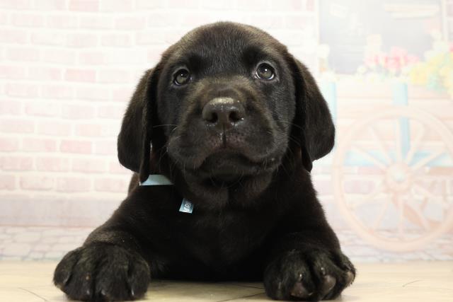 ラブラドール・レトリバー