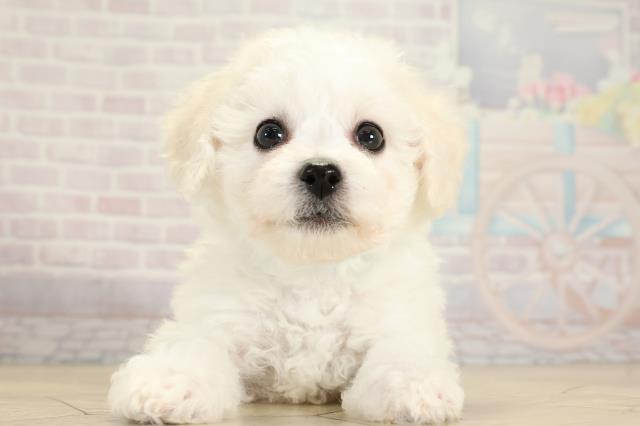 ビション・フリーゼ