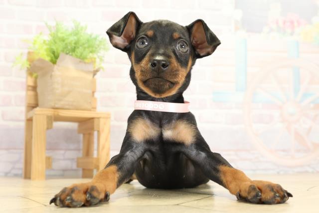 ミニチュア・ピンシャー