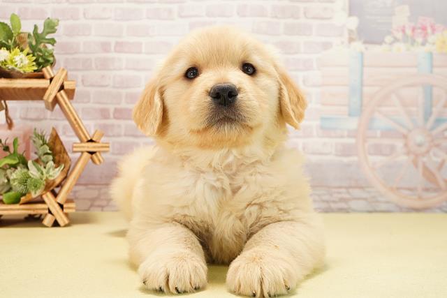 ゴールデン・レトリバー