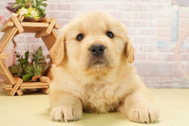 ゴールデン・レトリバー